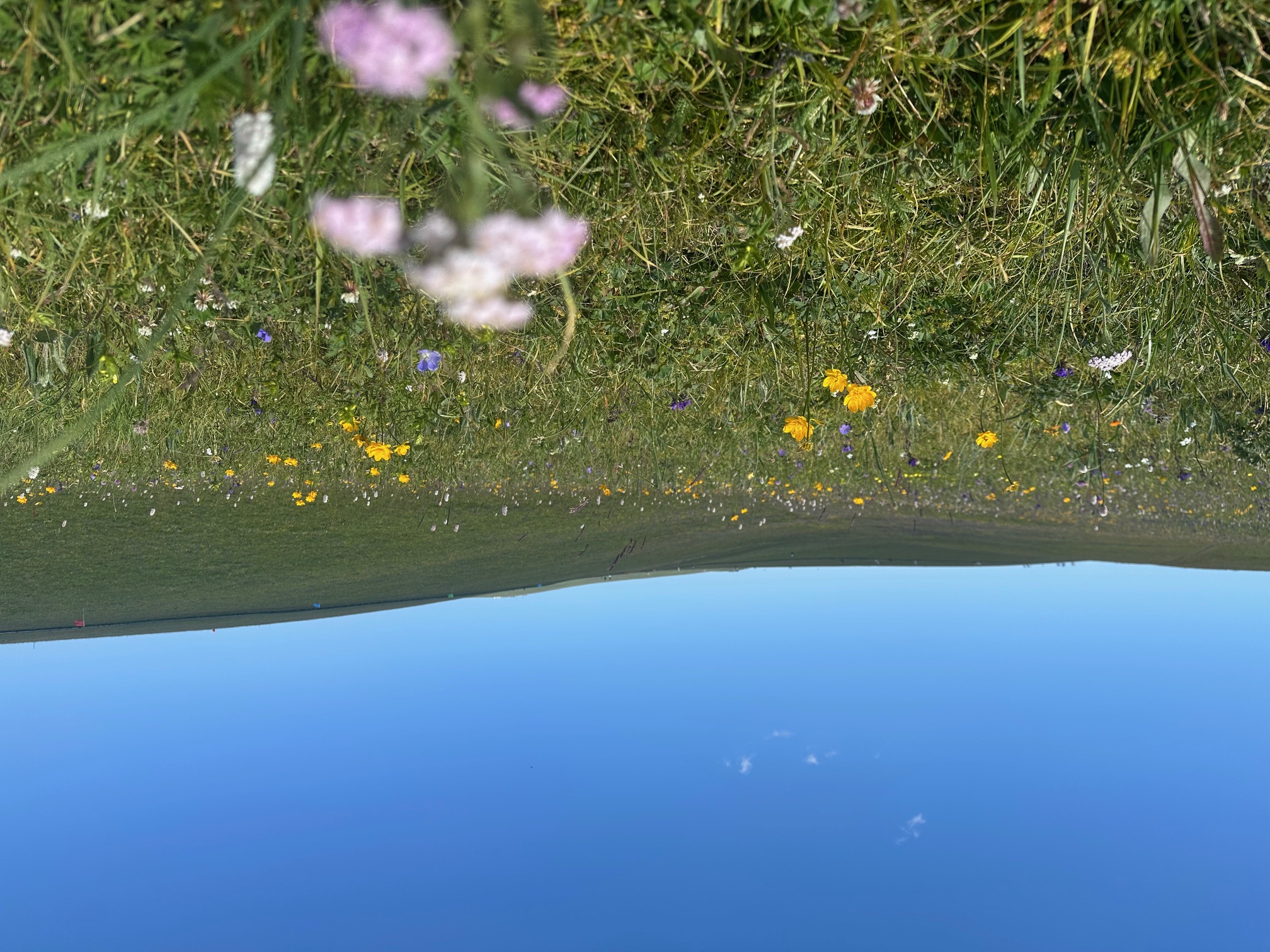 花海